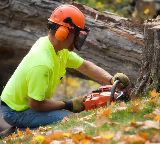 tree services Hatteras